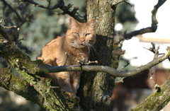 Cat on Tree