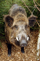 wild boars